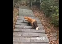 男子爬山偶遇赤狐对视引路 不知道是不是野生的比一般的要漂亮