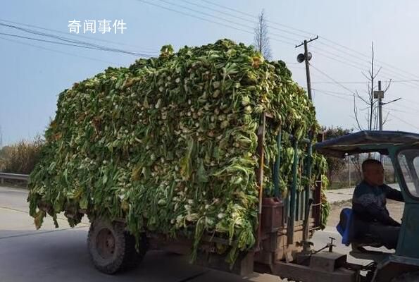 土坑酸菜的翻身仗打得怎么样 种植大户：去年遭退货今年不愁卖