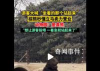 动物园棕熊卖力营业被疑是人扮的 回应：是真熊想让游客投喂