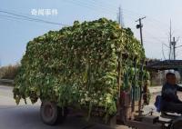 土坑酸菜的翻身仗打得怎么样 种植大户：去年遭退货今年不愁卖