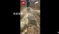 湖南邵阳疑似挖出龙化石?当地回应