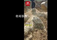 湖南邵阳疑似挖出龙化石?当地回应