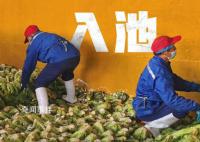 315曝光一周年再探华容酸菜产业 一场13万酸菜从业者的自救