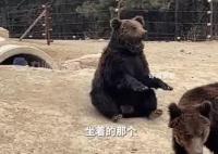 动物园棕熊能懂人话被质疑是人假扮 回应：是真熊着急想让游客投喂