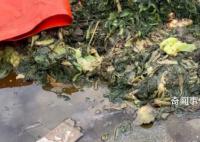知名橄榄菜企业生产环境触目惊心 苍蝇乱飞污水横流