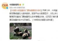 成都大熊猫基地门票销量暴涨9倍 位列四川省内景区门票销量第一