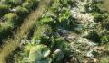菜农称近6万斤大白菜一天被偷光 当地警方已介入此事
