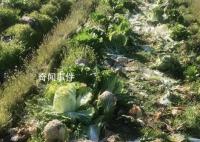 菜农称近6万斤大白菜一天被偷光 当地警方已介入此事