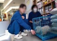 宠物医院收费乱象调查 诱导消费过度检查