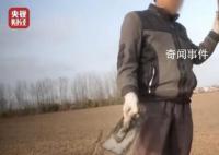 偷工减料的盐城滨海高标准农田 高标准农田的地下漏洞