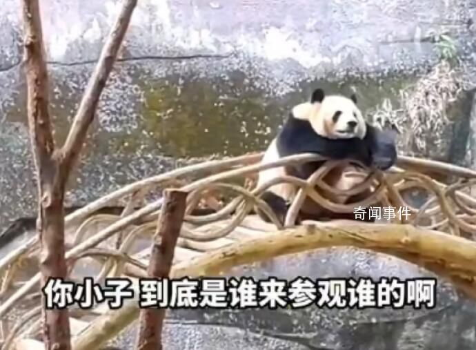 重庆动物园大熊猫反向参观游客 姿势惬意慵懒