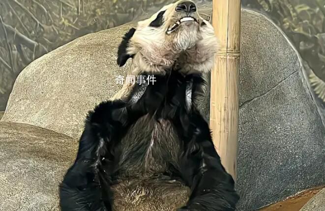 国内2名专家已前往美国照料丫丫 正在展开工作