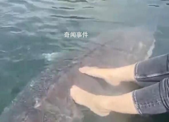 女子喂养500斤大鱼当宠物 西伯利亚醇是什么鱼