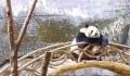 重庆动物园大熊猫反向参观游客 姿势惬意慵懒