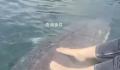 女子喂养500斤大鱼当宠物 西伯利亚醇是什么鱼