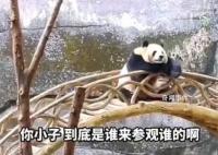 重庆动物园大熊猫反向参观游客 姿势惬意慵懒