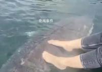 女子喂养500斤大鱼当宠物 西伯利亚醇是什么鱼