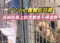 丫丫吃甘蔗小心翼翼不舍得浪费 引发众人关注