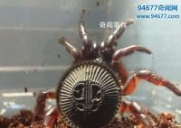 金钱活门蛛怎么养 金钱活门蛛多少钱一只 金钱活门蛛有毒吗