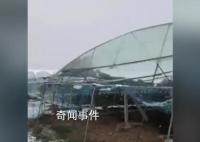 河南突降大雪 农户40亩葡萄棚被压塌