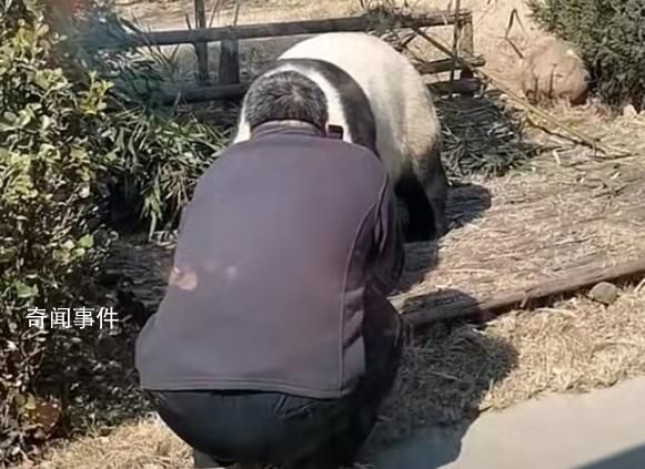 游客私自翻进园内逗大熊猫 无视周围游客的呼喊劝告