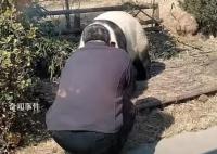 游客私自翻进园内逗大熊猫 无视周围游客的呼喊劝告