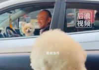 主人堵车半小时两狗子隔窗吵架 听不懂在吵啥反正感觉不像好话