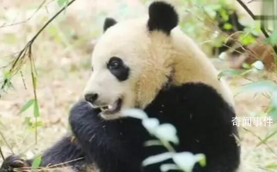 大熊猫宝新已去世 死因的具体情况正在调查中