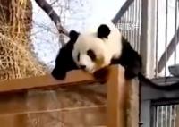 萌兰的院子围栏又双叒被加高了 加高围栏也锁不住萌兰驿动的心
