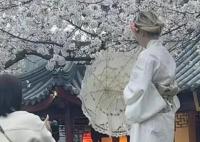 警方回应女子穿和服鸡鸣寺拍照 正在了解中