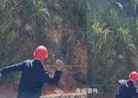 男子用石头砸白鹇被过路女子喝止 白鹇是国家二级保护动物