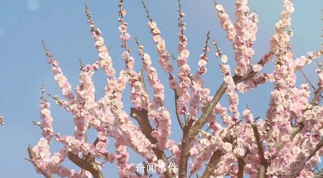 春季旅游消费强势复苏 赏花成为春季旅游的热门主题