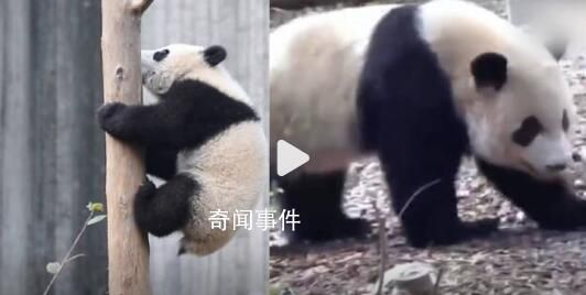 游客回忆最后一次见到宝新 精神很差脚步虚浮