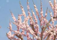 春季旅游消费强势复苏 赏花成为春季旅游的热门主题
