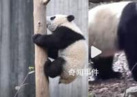 游客回忆最后一次见到宝新 精神很差脚步虚浮