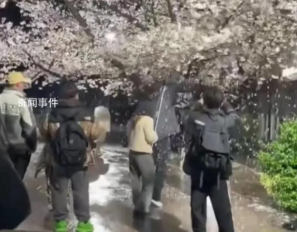 网红团队狂摇杭州百年樱花树 导致大量花瓣掉落在地
