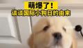 今天是国际小狗节 国际小狗节是几月几日
