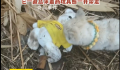 流浪小狗乞求收养者一起带走玩具熊 不想让小熊自己挨饿受冻