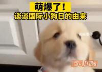 今天是国际小狗节 国际小狗节是几月几日
