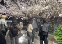 网红团队狂摇杭州百年樱花树 导致大量花瓣掉落在地