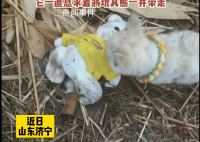 流浪狗乞求收养者一起带走小熊 小狗现在生病了