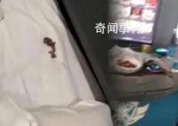 男子在电竞酒店枕头下发现一窝老鼠 酒店的解释是可能是窗户没关好所致