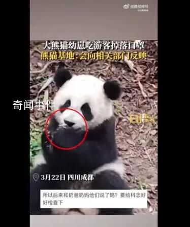 大熊猫幼崽吃游客掉落口罩 会向相关部门反映