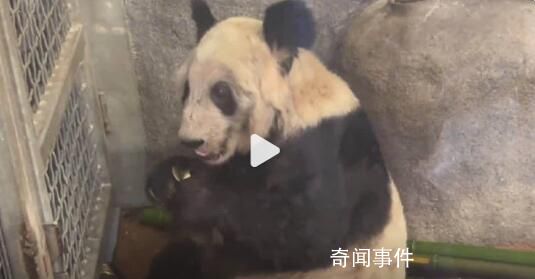丫丫吃甘蔗津津有味 网友：眼睛里也有神了