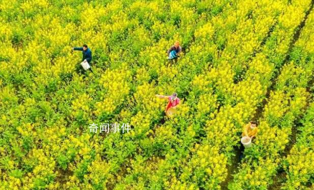 花香四溢 春耕如画