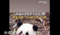大熊猫幼崽吃游客掉落口罩 会向相关部门反映