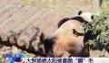 大熊猫被小鸟薅毛毫无反应淡定干饭 喜鹊为什么会盯上大熊猫身上的毛呢
