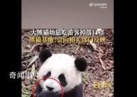 大熊猫幼崽吃游客掉落口罩 会向相关部门反映