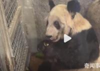 丫丫吃甘蔗津津有味 网友：眼睛里也有神了