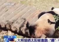 大熊猫被小鸟薅毛毫无反应淡定干饭 喜鹊为什么会盯上大熊猫身上的毛呢